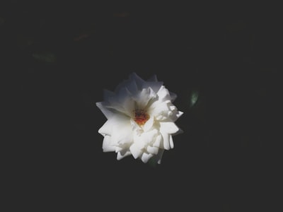 白色有花瓣的花的照片
